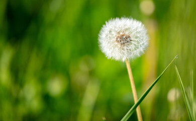 Fluffy dandelions in nature in spring