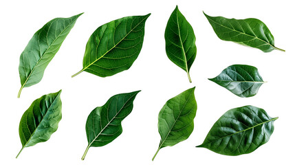Naklejka premium set of green leaves isolated on transparent background, leaf cut out 