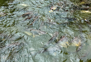 Catfish fish swims on the surface of the water
