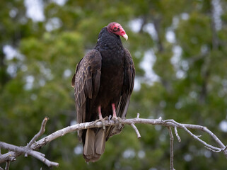 A Turkey Vulture roosting in a tree.