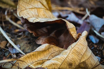 Dry leaves on the ground.