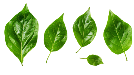 set of green leaves isolated on transparent background, leaf cut out 