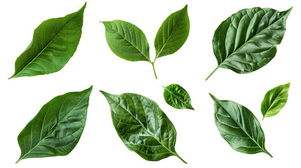 set of green leaves isolated on transparent background, leaf cut out 