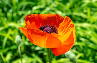 Fototapeta premium Blooming poppy flower on a green leaves background