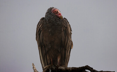 A Turkey Vulture roosting in a tree.