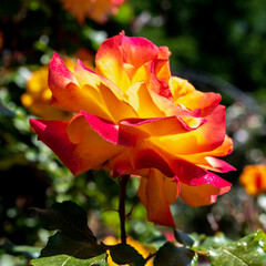 Blooming orange rose on a green leaves background