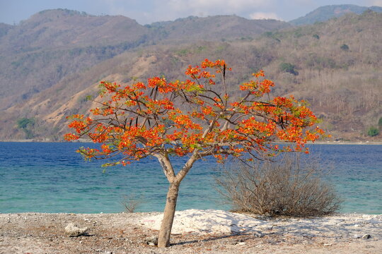 Indonesia Alor - blooming Flame tree and coastal landscape