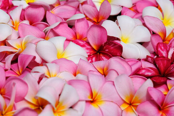 Indonesia Batam -  Frangipani Plumeria Flower
