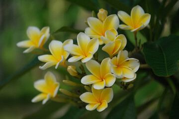 Indonesia Bali - Yellow white Frangipani Plumeria Flowers Close-up