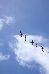 A flock of pelicans flying in formation against a blue sky