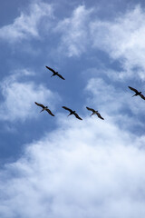 A flock of pelicans flying in formation against a cloudy blue sk