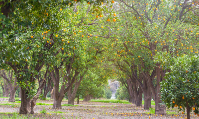 Orange grove flourishing with vibrant citrus fruit.