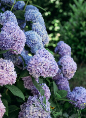 Blooming and beautiful blue hydrangea clouds