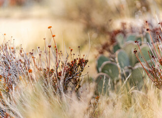 Desert hike close-up: Prickly Pear amidst fiery foliage