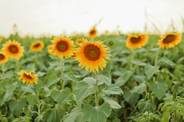 Obraz premium A sunflower stands tall in a field on a sunny day