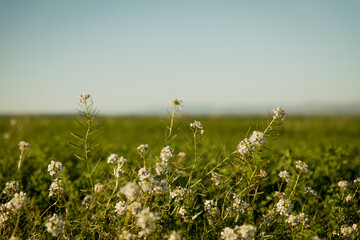 White flowers growing in a field during a clear day - Powered by Adobe