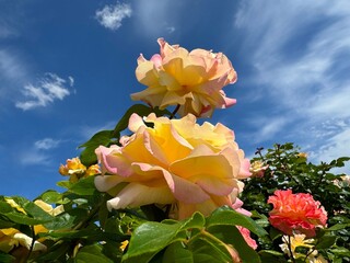 Roses beautiful blooms against sky.