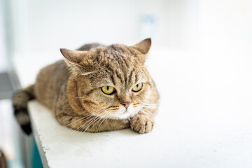 Lazy Scottish cat laying down on white background. The cat is sitting.