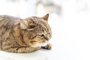 Lazy Scottish cat laying down on white background. The cat is sitting.