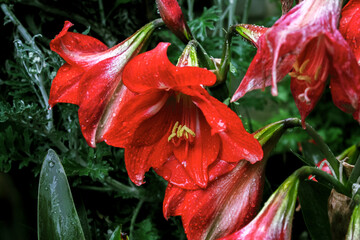 Lilly, Amaryllis or Hippeastrum red flowers