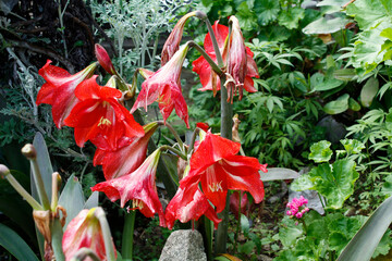 Lilly, Amaryllis or Hippeastrum red flowers
