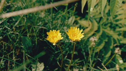 Yellow Dandelion, Krigia or Crepis flowers