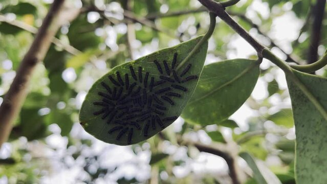 Footage of caterpillar sticks to green leaf in wild forest. Insect macro - Butterfly larva.