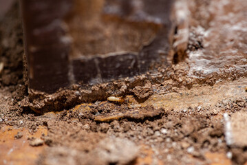 Close up of Termites Eating wood, (Termite damage house)