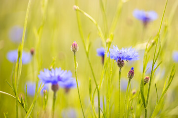 Wild cornflowers on blurred green background