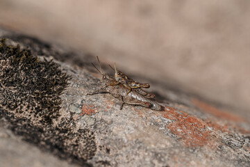 Grasshopper and baby