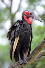 ground billed hornbill in the kruger national park