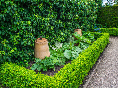 Bed of rhubarb with clay forcer pots. Sustainability home grown vegetables