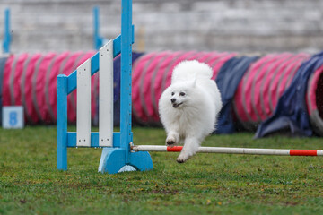 Cute small dog jumping over the hurdle on its course in dog agility event