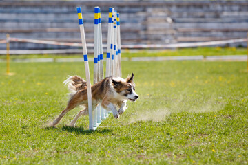 Border Collie running throw the slalom poles on its course in dog agility event