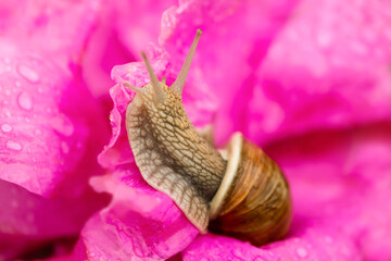 Roman or Burgundy snail or escargot (Helix pomatia), a large, air-breathing stylommatophoran land snail with creamy light brownish shell. Macro in a pink peony flower in a garden on a rainy day.