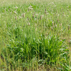 blooming ribwort plantain Plantago lanceolata on the meadow in summer