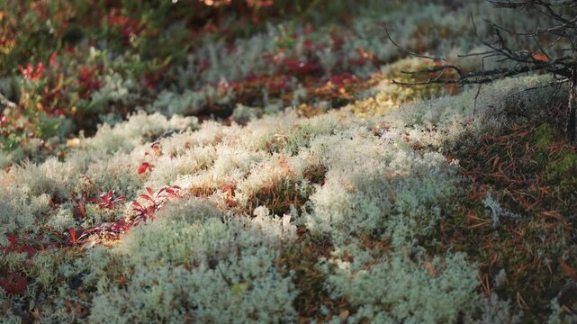 A soft carpet of moss and lichen covers the ground in the autumn forest. Parallax video, bokeh background.