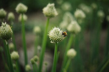 blooming onion flower in the garden