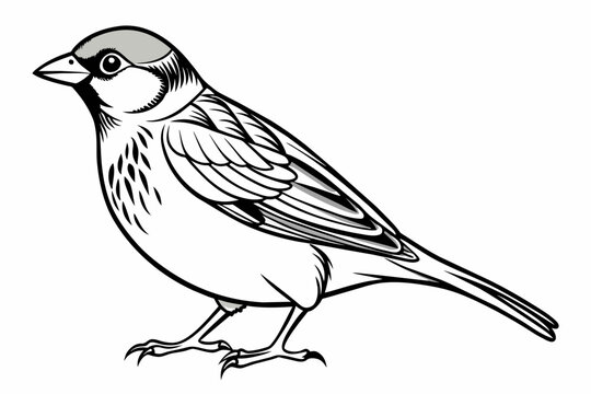 recommend clip art: Sparrow Bird Line Art Vector Design,sparrow bird, bird line art, line art vector, sparrow vector, bird illustration, vector design, sparrow line art, bird drawing, bird silhouette, 
