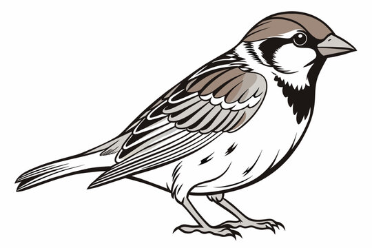 recommend clip art: Sparrow Bird Line Art Vector Design,sparrow bird, bird line art, line art vector, sparrow vector, bird illustration, vector design, sparrow line art, bird drawing, bird silhouette, 