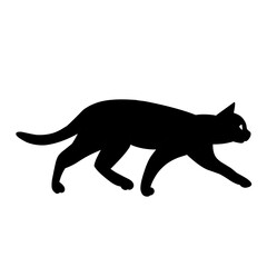 pet
Cat
beloved animal
lovely animal
funny cat