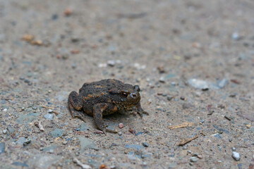 Brown frog on the ground.