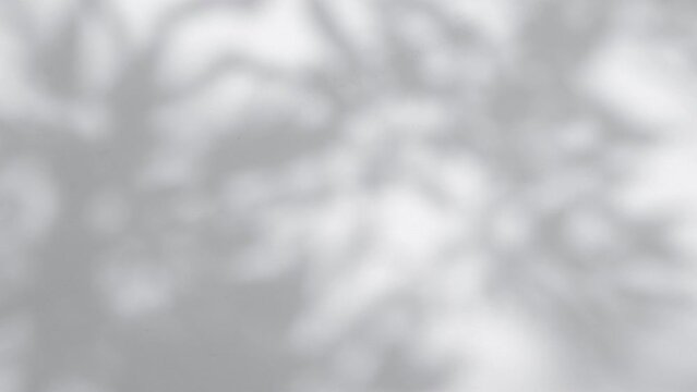 Wall interior background, studio and backdrops show products.with shadow from window color white and grey. background for text insertion and presentation product