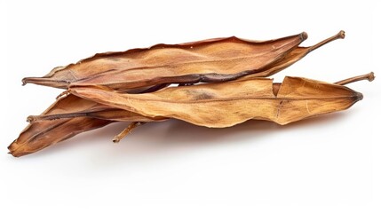 Fototapeta premium Dried Siamese neem tree seeds, isolated on white, used in health remedies