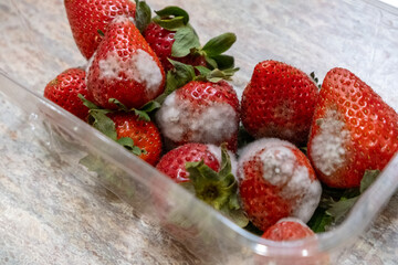 A box of molded strawberries in a plastic container. They can contain toxins that lead to health problems. Moldy fruit may also be contaminated with bacteria.