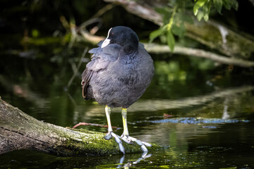 Eurasian coot (Fulica atra) stands on a wooden log in the water and looks toward the camera lens.	
