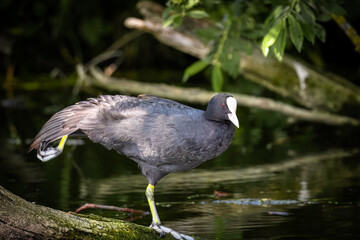 Eurasian coot (Fulica atra) stands on a wooden log in the water on one leg, stretches the other...