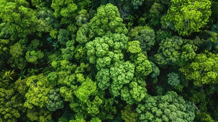 Fototapeta premium Lush green forest canopy from aerial perspective. Ecological diversity and forest preservation concept. Ideal for environmental education and green campaign materials. Aerial view with place for text.