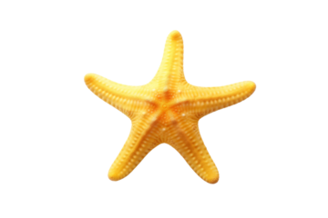 Glow of the Ocean: A Yellow Starfish on a White Canvas on a White or Clear Surface PNG Transparent Background.