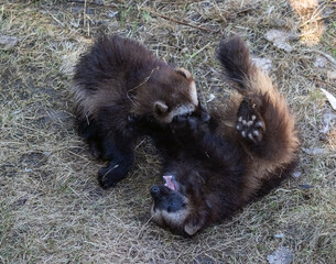 two Wolverine kits playing (Gulo gulo)